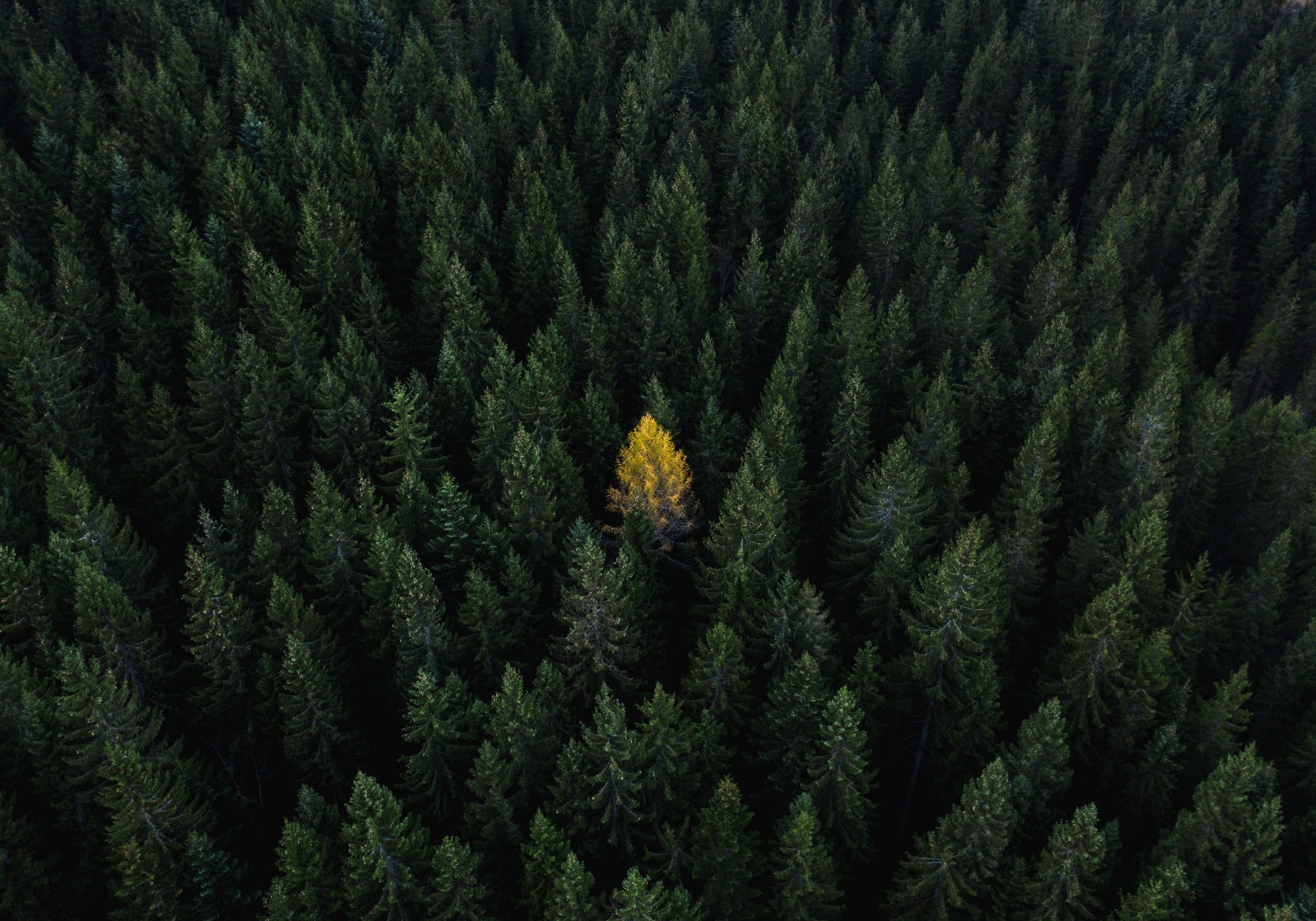 Single yellow tree in a forest of green trees