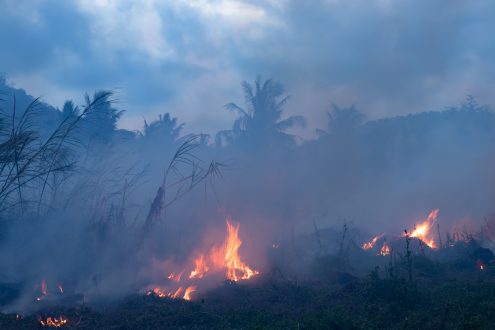 Burning palm trees