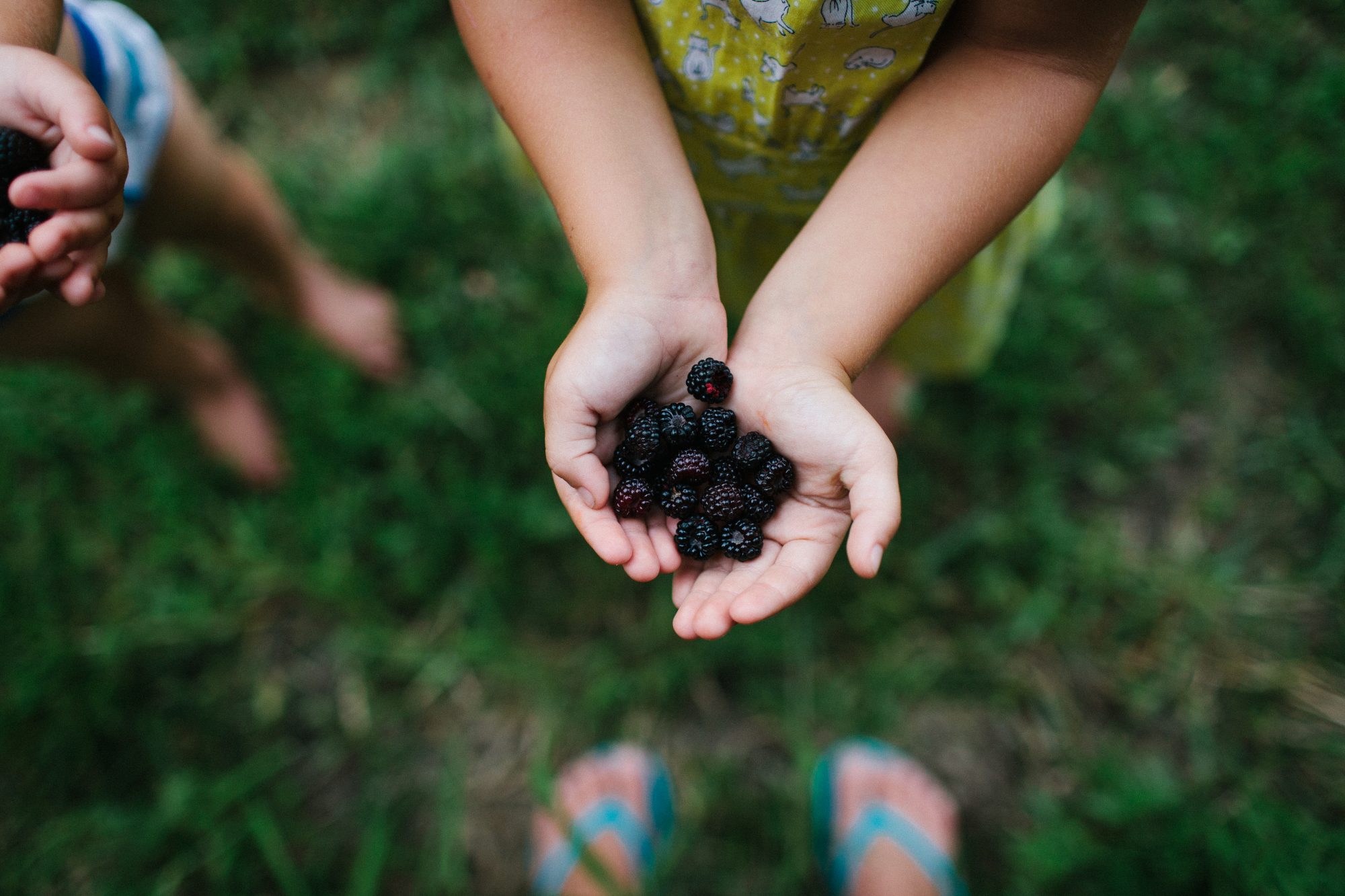 Child hands holding a handful of blackberries