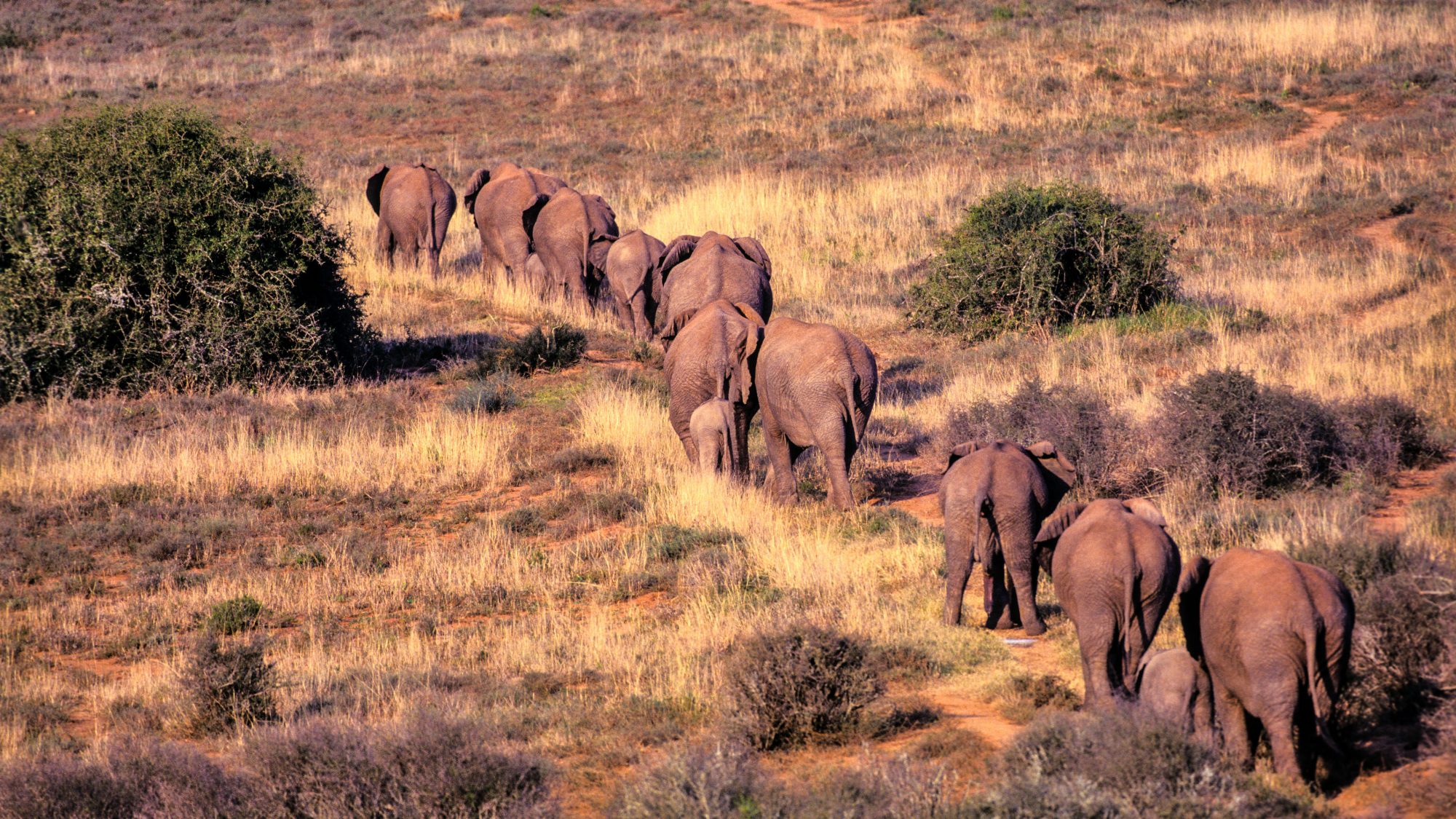 elephants in the wild