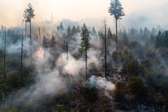 forest fire