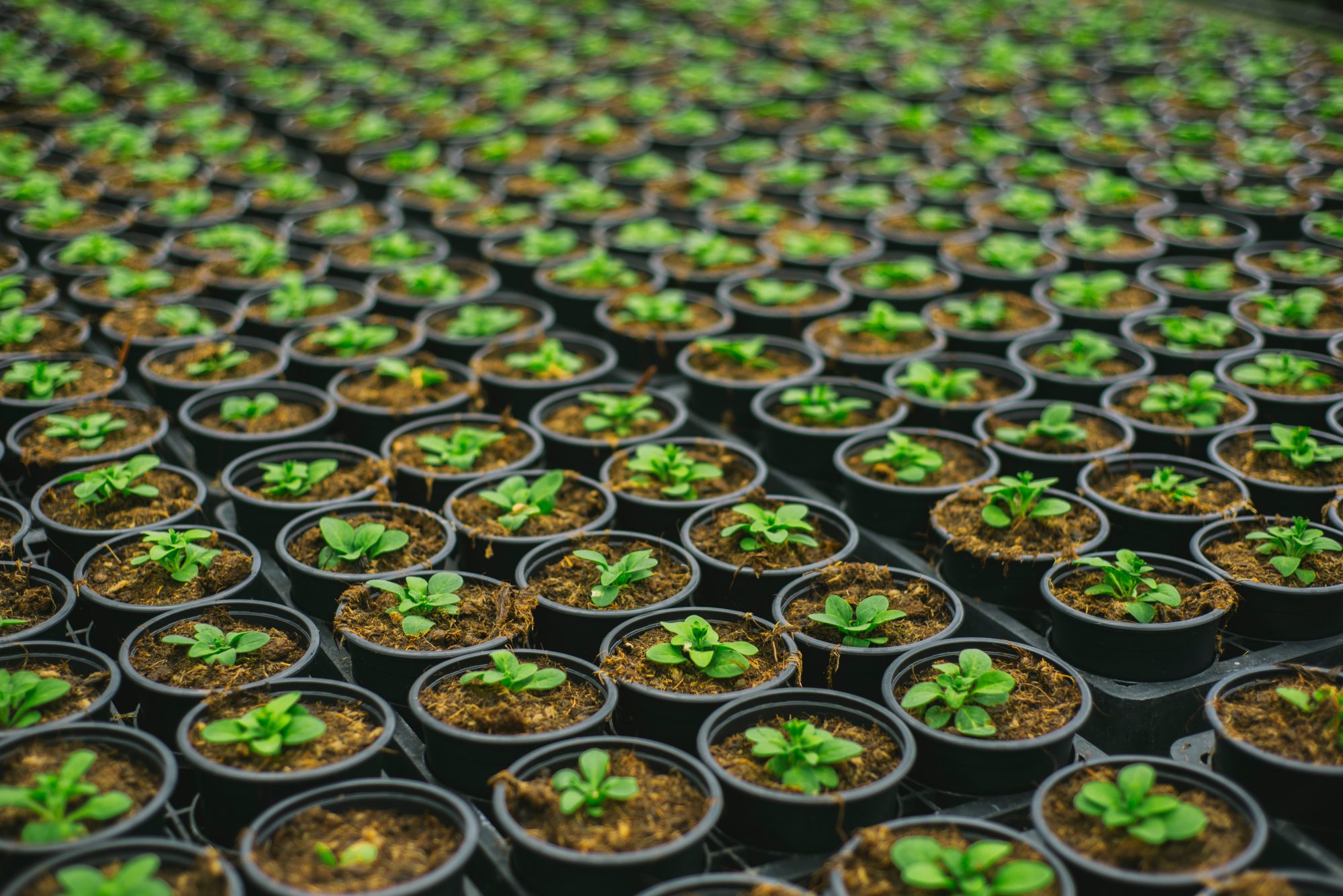 Rows of growing plants
