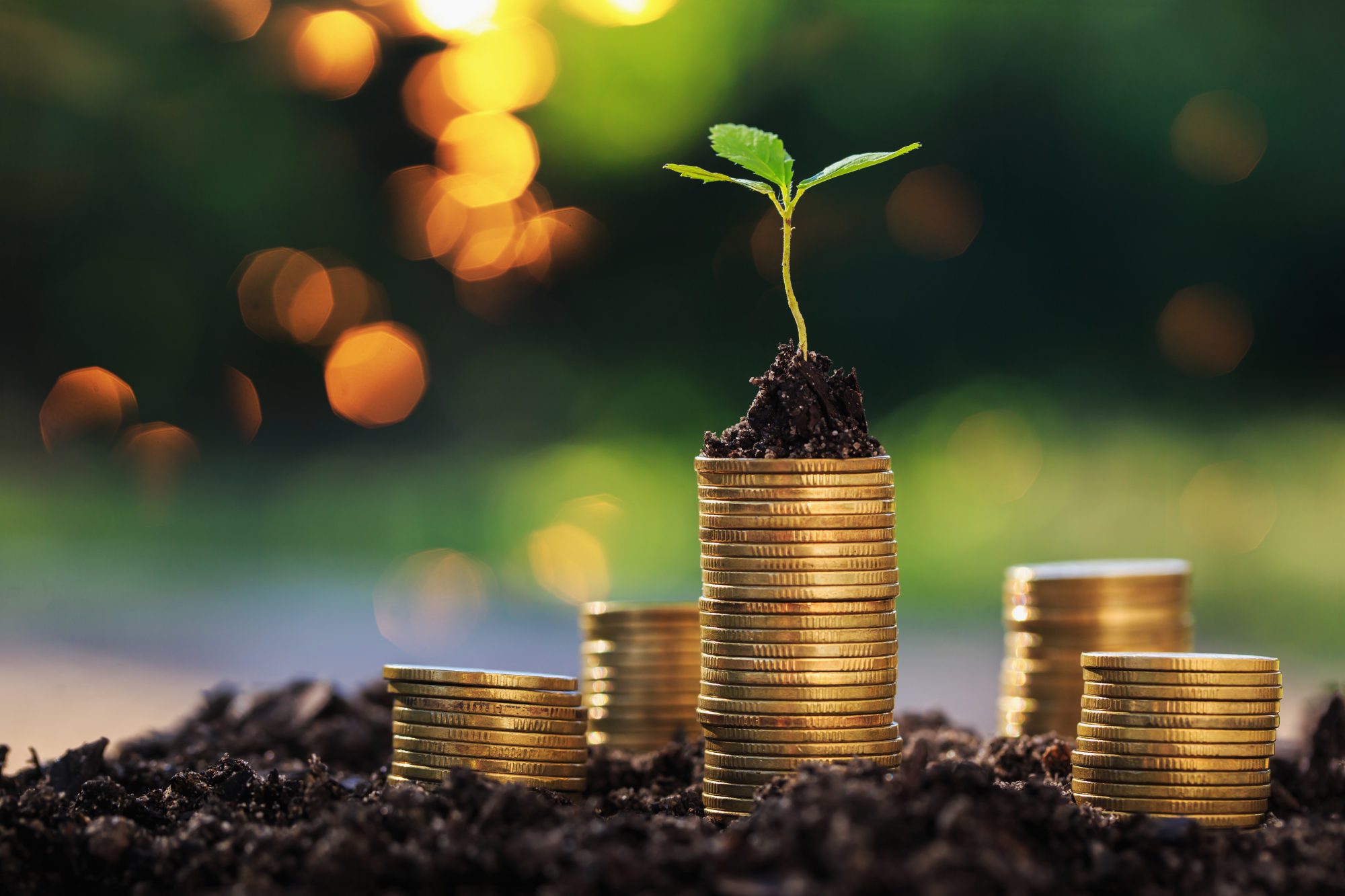 Investment ideas for success Coins and small trees