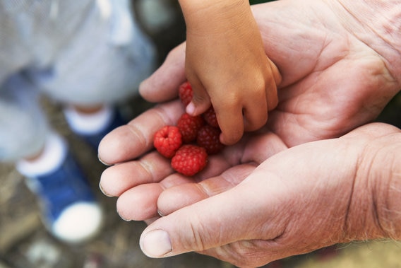 man sharing raspberries with child