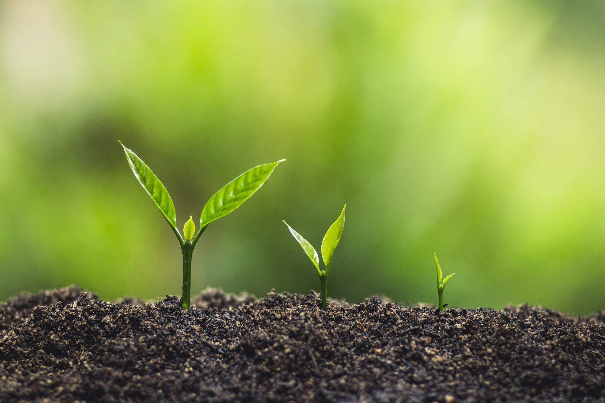Growing plantings to represent how donating stock is one of the easiest ways to give more to causes you care about.
