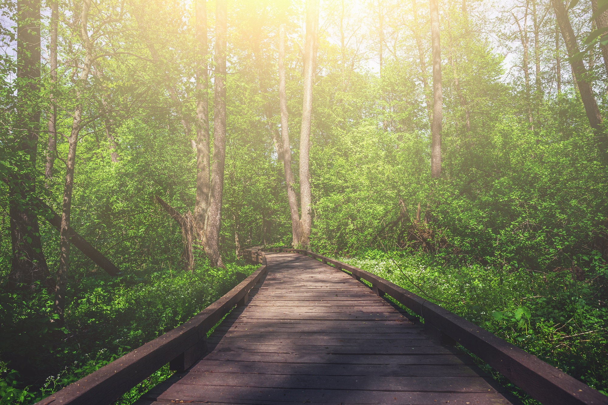 A wooden walkway in a sunlit forest
