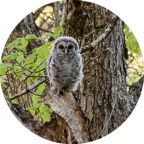 Owl sitting in a tree represent giving to the Environment & Animals sector.