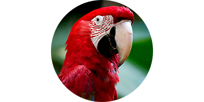Red macaw to represent endangered ecosystems